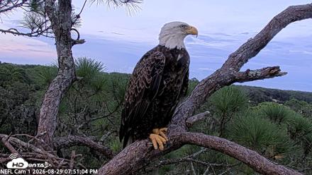 NE Florida Eagles Live Webcam - Aug 29, 2026, 7:52pm EDT