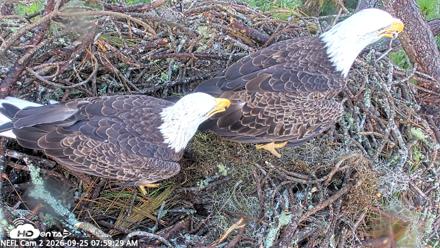 NE Florida Eagles Live Webcam - Sep 25, 2026, 8:00am EDT