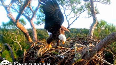NE Florida Eagles Live Webcam - Sep 19, 2026, 8:23am EDT