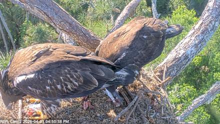 NE Florida Eagles Live Webcam - Apr 3, 2026, 4:51pm EDT