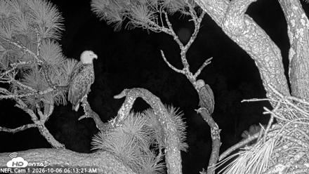 NE Florida Eagles Live Webcam - Oct 6, 2026, 6:15am EDT