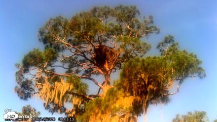 NE Florida Eagles Live Webcam - Jun 14, 2026, 8:05am EDT