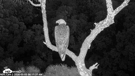 NE Florida Eagles Live Webcam - May 5, 2026, 6:12am EDT