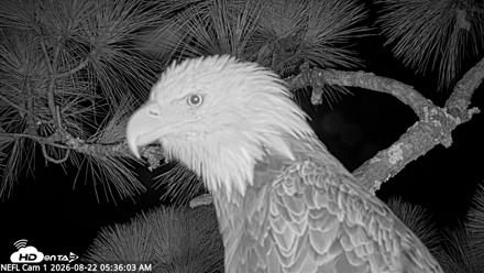 NE Florida Eagles Live Webcam - Aug 22, 2026, 5:36am EDT