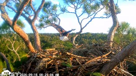NE Florida Eagles Live Webcam - Sep 16, 2026, 8:25am EDT