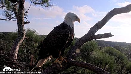 NE Florida Eagles Live Webcam - Oct 11, 2026, 8:27am EDT