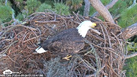 NE Florida Eagles Live Webcam - Sep 4, 2026, 7:16am EDT