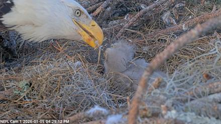 NE Florida Eagles Live Webcam - Jan 5, 2026, 4:30pm EST