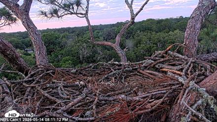 NE Florida Eagles Live Webcam - May 14, 2026, 8:12pm EDT