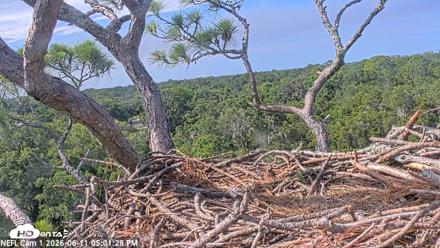 NE Florida Eagles Live Webcam - Jun 11, 2026, 5:02pm EDT