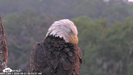 NE Florida Eagles Live Webcam - Aug 21, 2026, 6:56am EDT