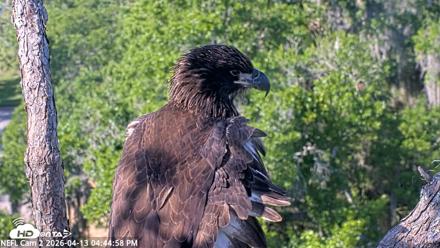 NE Florida Eagles Live Webcam - Apr 13, 2026, 4:45pm EDT