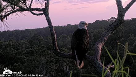 NE Florida Eagles Live Webcam - Aug 7, 2026, 6:32am EDT