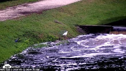 NE Florida Eagles Live Webcam - May 13, 2026, 6:42am EDT