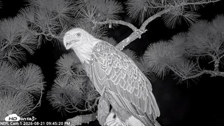 NE Florida Eagles Live Webcam - Aug 21, 2026, 9:46pm EDT