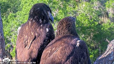 NE Florida Eagles Live Webcam - Apr 11, 2026, 5:15pm EDT