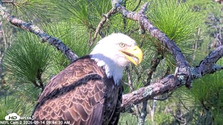 NE Florida Eagles Live Webcam - Sep 14, 2026, 9:45am EDT