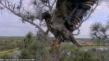 NE Florida Eagles Live Webcam - Mar 25, 2026, 3:43pm EDT