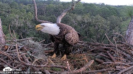 NE Florida Eagles Live Webcam - Oct 10, 2026, 7:32am EDT