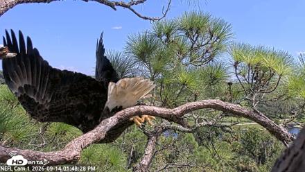 NE Florida Eagles Live Webcam - Sep 14, 2026, 1:49pm EDT