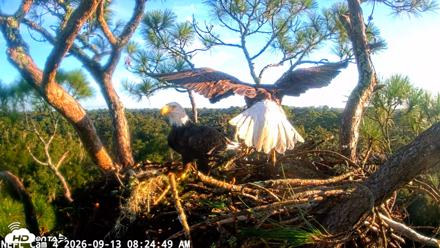 NE Florida Eagles Live Webcam - Sep 13, 2026, 8:25am EDT