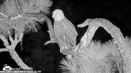 NE Florida Eagles Live Webcam - Sep 7, 2026, 6:32am EDT