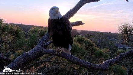 NE Florida Eagles Live Webcam - Aug 15, 2026, 7:07am EDT