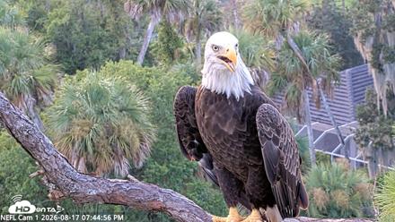 NE Florida Eagles Live Webcam - Aug 17, 2026, 7:45pm EDT
