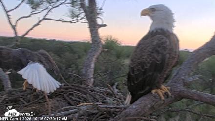 NE Florida Eagles Live Webcam - Oct 16, 2026, 7:31am EDT