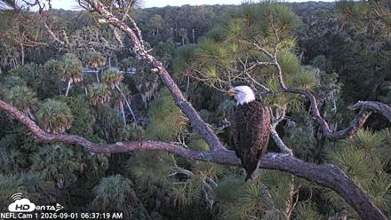 NE Florida Eagles Live Webcam - Sep 1, 2026, 6:38am EDT