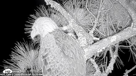 NE Florida Eagles Live Webcam - May 14, 2026, 9:14pm EDT