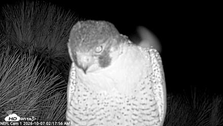 NE Florida Eagles Live Webcam - Oct 7, 2026, 2:18am EDT
