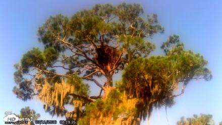NE Florida Eagles Live Webcam - Jul 11, 2026, 8:21am EDT
