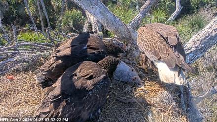 NE Florida Eagles Live Webcam - Feb 23, 2026, 3:33pm EST