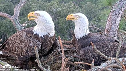 NE Florida Eagles Live Webcam - Oct 11, 2026, 7:42am EDT