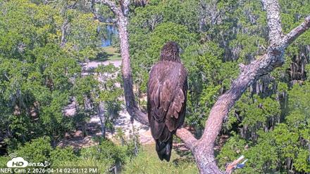NE Florida Eagles Live Webcam - Apr 14, 2026, 2:01pm EDT