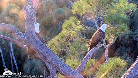 NE Florida Eagles Live Webcam - Oct 13, 2026, 6:45pm EDT