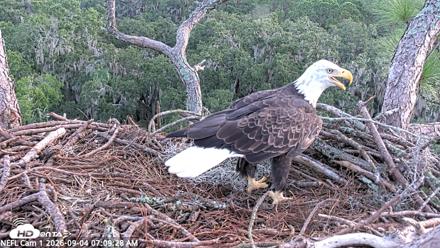 NE Florida Eagles Live Webcam - Sep 4, 2026, 7:10am EDT