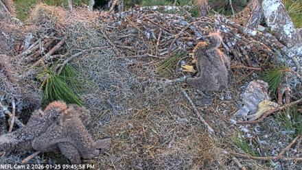 NE Florida Eagles Live Webcam - Jan 25, 2026, 5:46pm EST