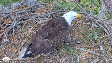 NE Florida Eagles Live Webcam - Apr 30, 2026, 11:39am EDT