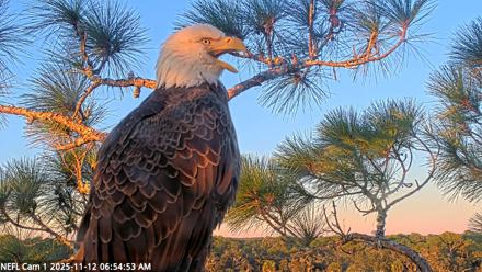 NE Florida Eagles Live Webcam - Nov 12, 2025, 6:55am EST