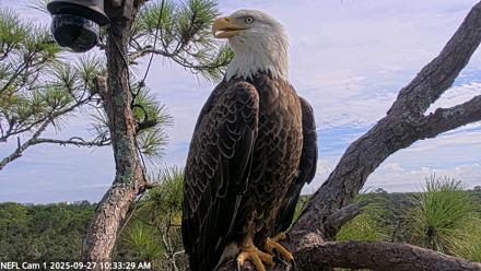 NE Florida Eagles Live Webcam - Sep 27, 2025, 10:34am EDT