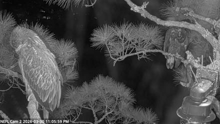 NE Florida Eagles Live Webcam - Mar 30, 2026, 11:06pm EDT