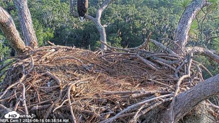 NE Florida Eagles Live Webcam - Aug 16, 2026, 8:39am EDT