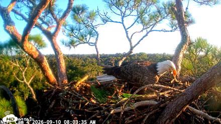 NE Florida Eagles Live Webcam - Sep 10, 2026, 8:04am EDT