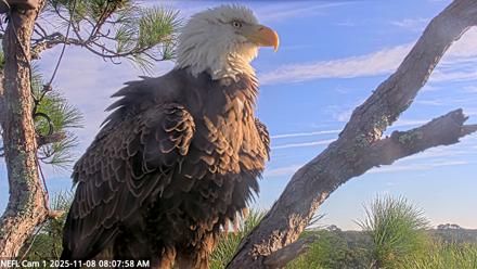 NE Florida Eagles Live Webcam - Nov 8, 2025, 8:09am EST