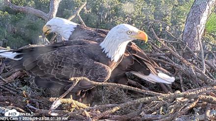 NE Florida Eagles Live Webcam - Sep 27, 2026, 8:02am EDT