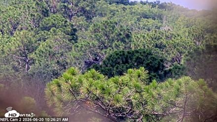 NE Florida Eagles Live Webcam - Jun 20, 2026, 10:27am EDT