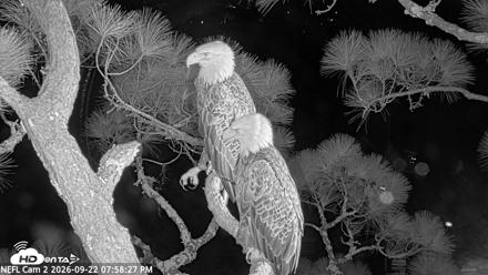 NE Florida Eagles Live Webcam - Sep 22, 2026, 7:59pm EDT