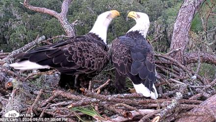 NE Florida Eagles Live Webcam - Sep 15, 2026, 7:31pm EDT